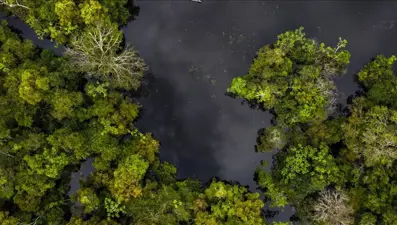 Panama Kanalı'nda 22 milyon yıl önce yok olan orman yeniden keşfedildi