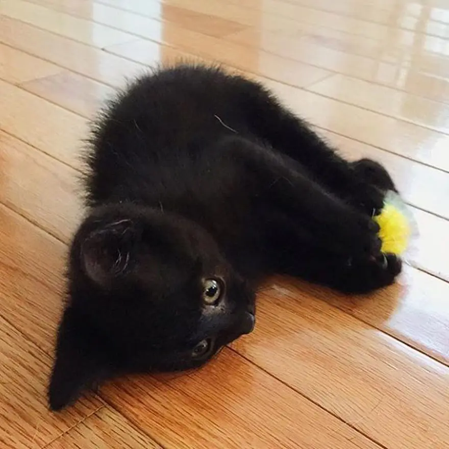 Hayatını kedileri kurtarmaya adadı 291