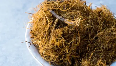 Binlerce yıllık şifa kaynağı: Kilo vermeye yardımcı olduğu kanıtlandı