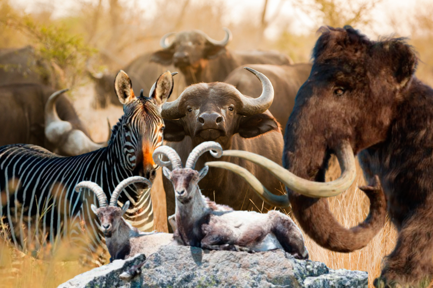 Nesli tükenen canlılar yeniden hayat buluyor 