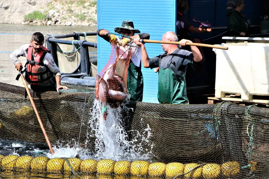 Elazığ'dan dünyaya Türk Somonu 23
