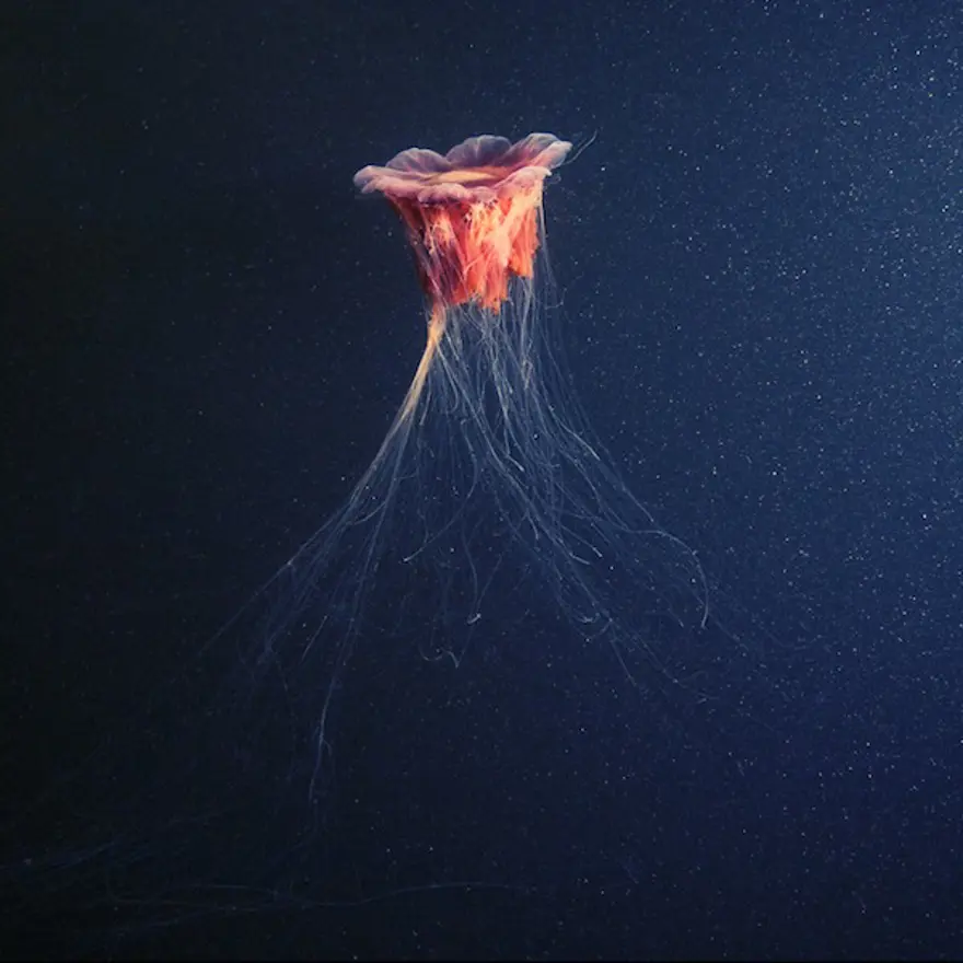 Beyaz Deniz'in harikaları 4