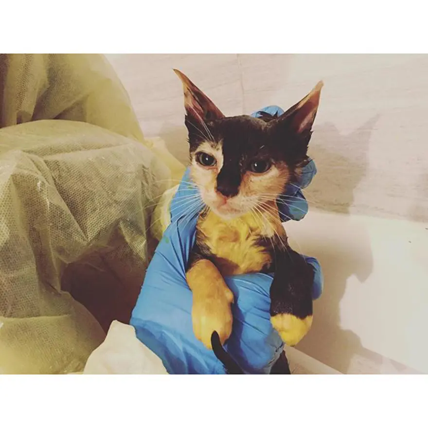 Hayatını kedileri kurtarmaya adadı 349