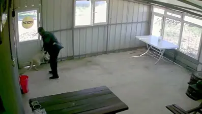 Bunun adı canilik! Bastonuyla köpeğe defalarca vurdu, "Bobi" kanlar içinde kaldı