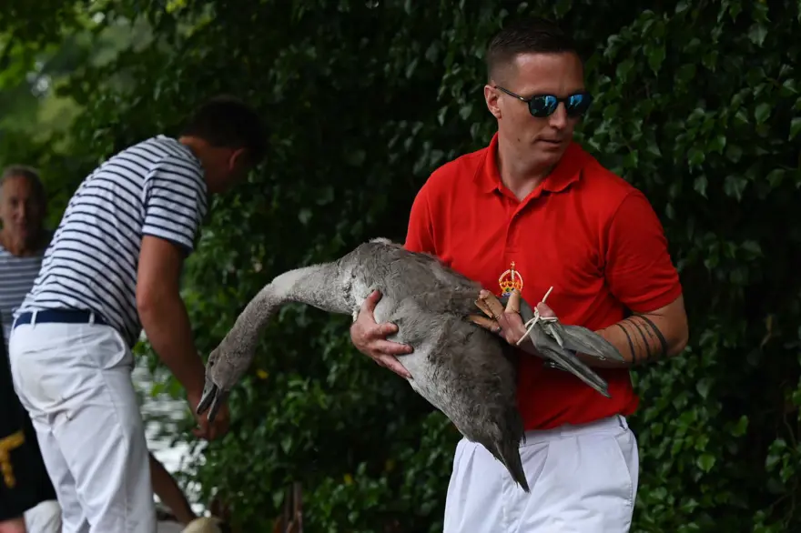 İngiltere'nin 838 yıllık geleneği: Kuğu nüfus sayımı 2