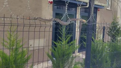 1,5 metre boyundaki yılan tellere dolandı