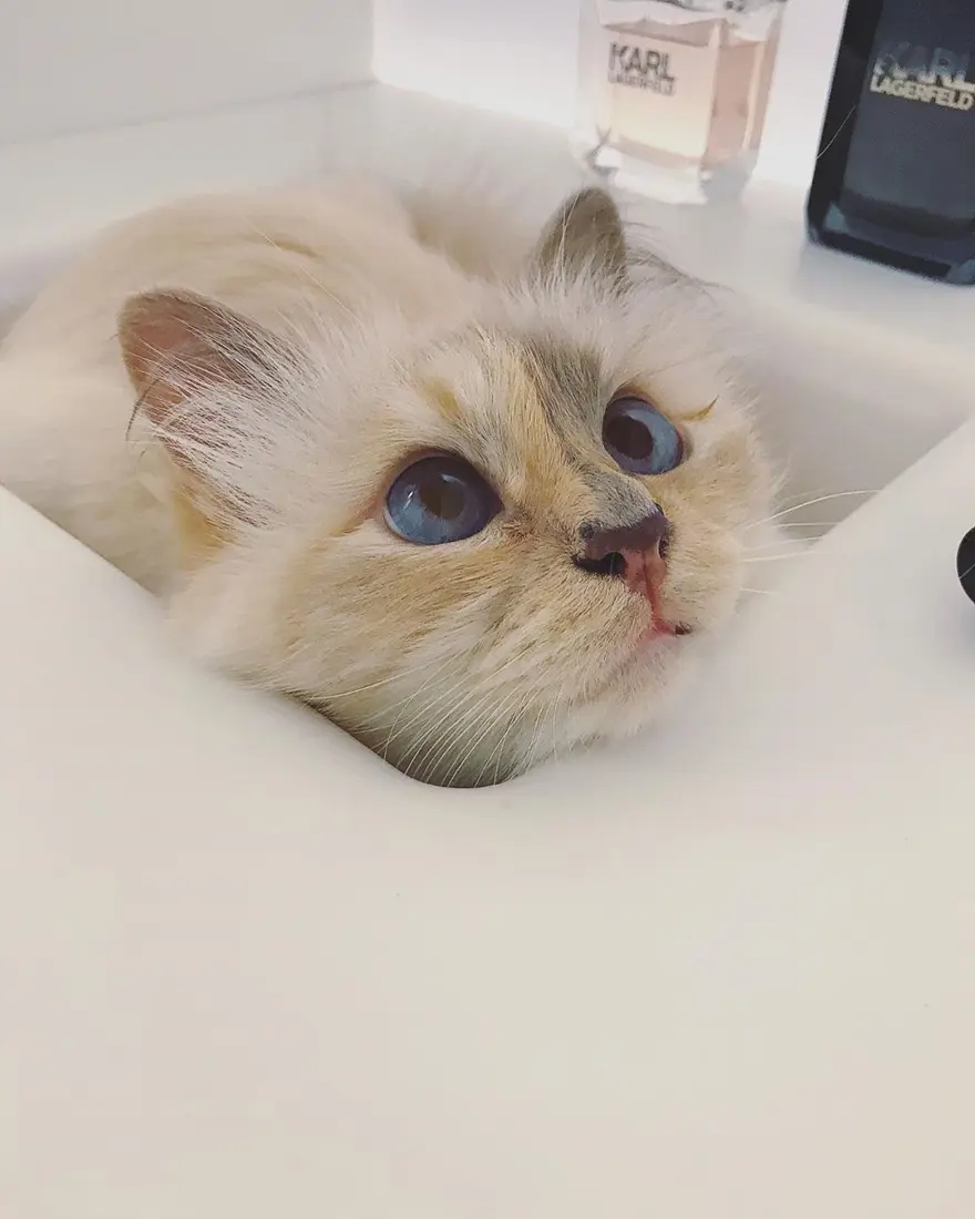 Karl Lagerfeld'in kedisi Choupette mirasın tadını Paris'te çıkarıyor 5 Karl Lagerfeld'in kedisi Choupette mirasın tadını Paris'te çıkarıyor 5