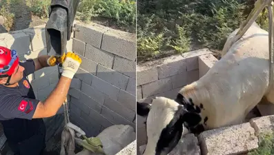 Kuyuya düşen boğa için itfaiye seferber oldu