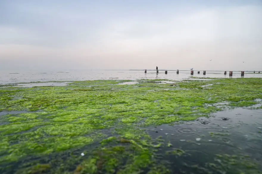 Balık ölümlerinden sonra şimdi de yosun kirliliği 10 Balık ölümlerinden sonra şimdi de yosun kirliliği 10