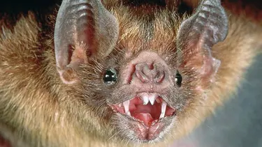 Yarasa ısırığı can aldı