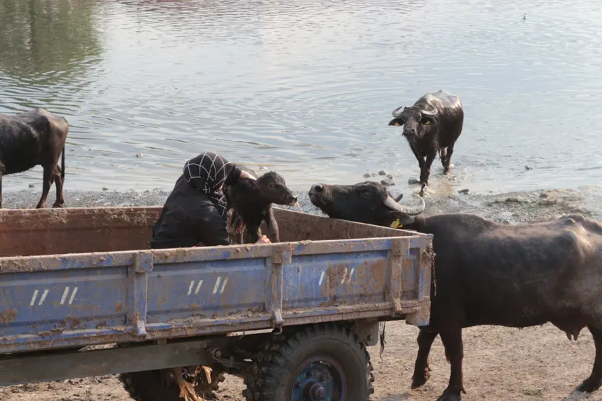 Afrika Serengeti Parkı değil Balıkesir Ovası 26
