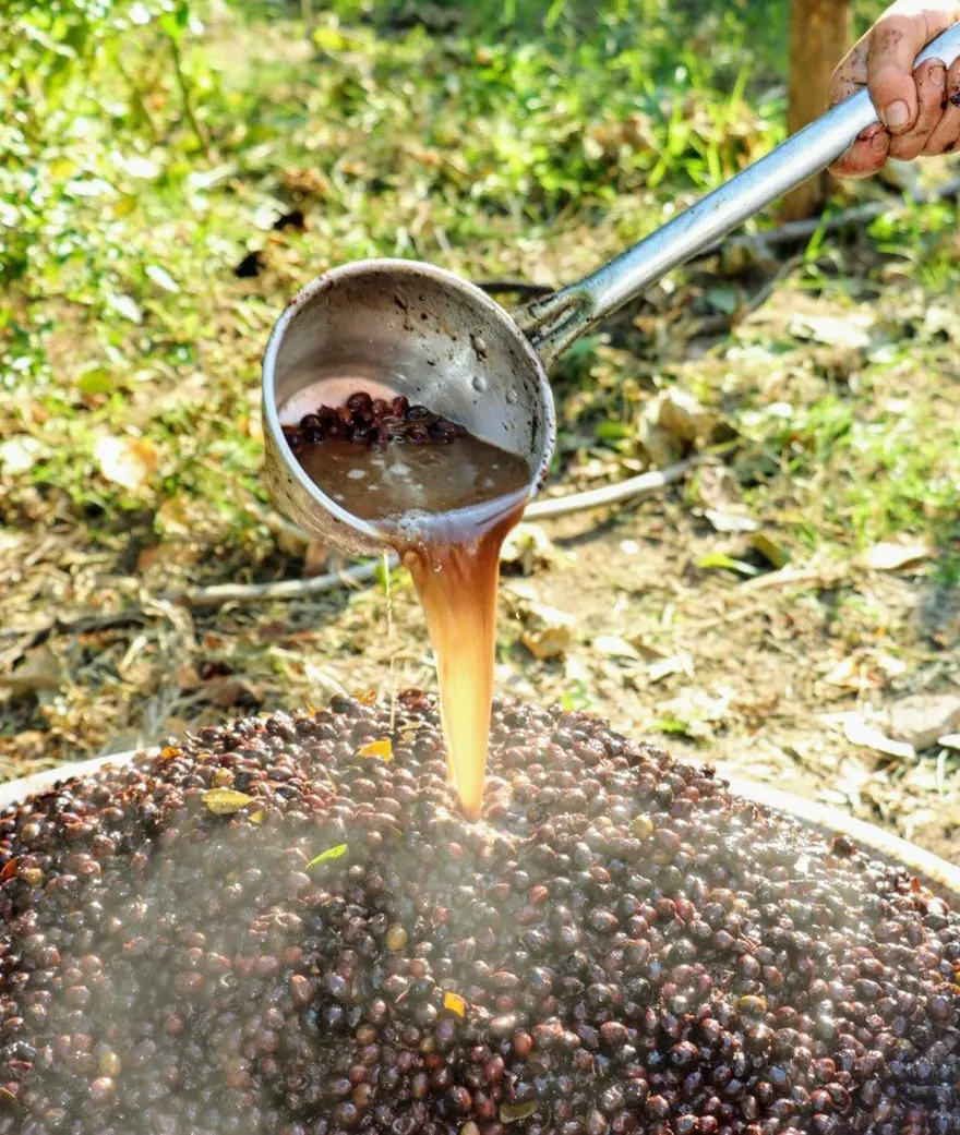 Binbir zahmetle yapılıyor, litresi 100 TL'ye satılıyor: Defne yağı 4