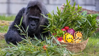 Dünyanın en yaşlı gorili Fatou, 68. doğum gününü kutladı