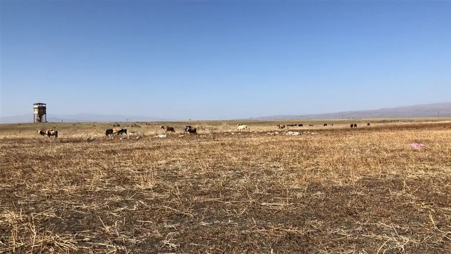 Kuyucuk Gölü Kuş Cenneti tamamen kurudu 8