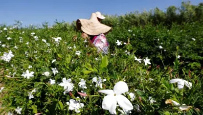 Küresel ısınma yasemini de vurdu