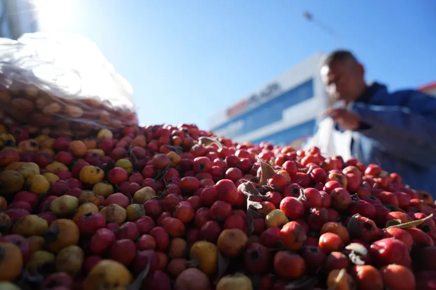 "Seyyar doktor" 33 yıldır doğal şifa dağıtıyor: Dağlarda yetişen bitkileri topluyor 1 "Seyyar doktor" 33 yıldır doğal şifa dağıtıyor: Dağlarda yetişen bitkileri topluyor 1