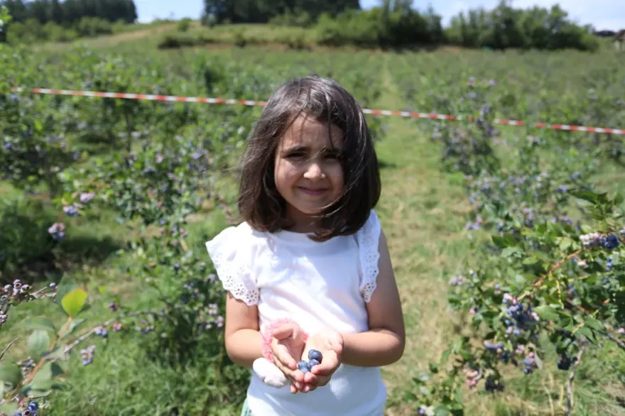 Halk arasında ona "mavi yemiş" deniyor! 10 yıl önce keşfedildi, önemli bir gelir kapısı oldu 10 Halk arasında ona "mavi yemiş" deniyor! 10 yıl önce keşfedildi, önemli bir gelir kapısı oldu 10