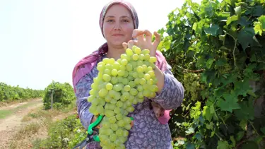 Üzüm üreticisinin fiyat beklentisi 5 liranın üzerinde