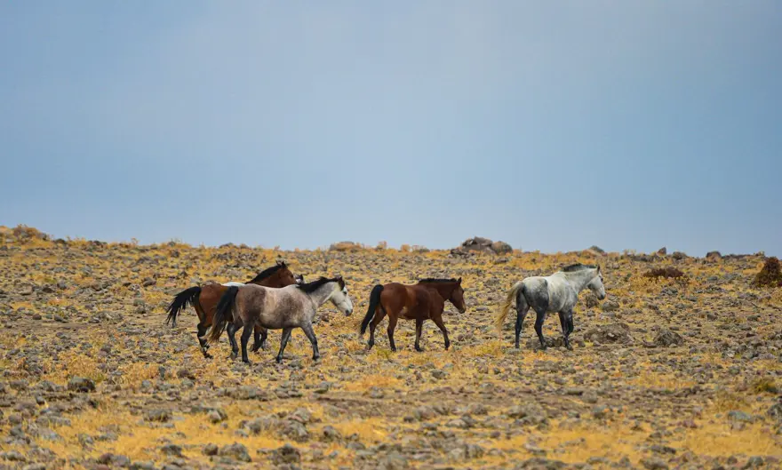 Tunceli'de özgürlüğün sembolü 'Yılkı atları' havadan görüntülendi 2