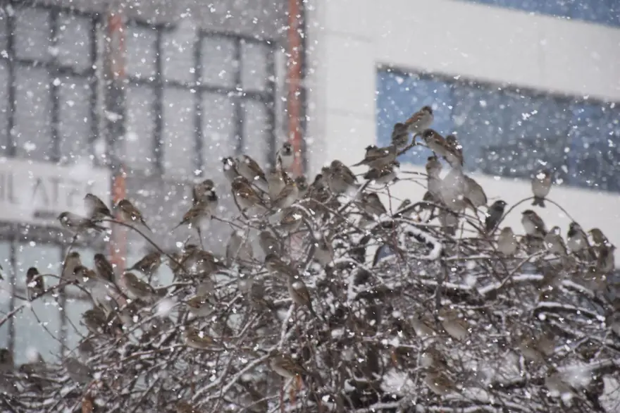 Sivas'ta kar yağışı: Kent meydanı beyaza büründü 