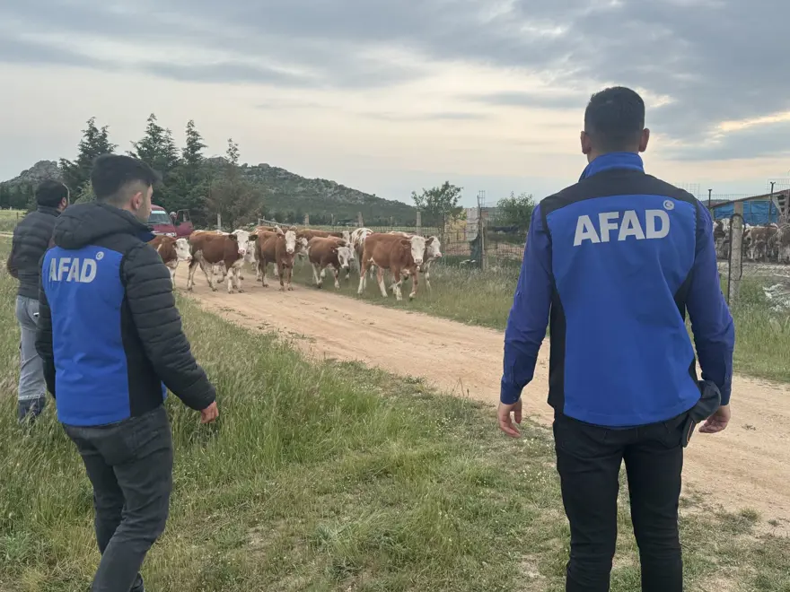 Kırklareli'nde büyükbaş hayvan operasyonu: Dron ile buldular 1 Kırklareli'nde büyükbaş hayvan operasyonu: Dron ile buldular 1