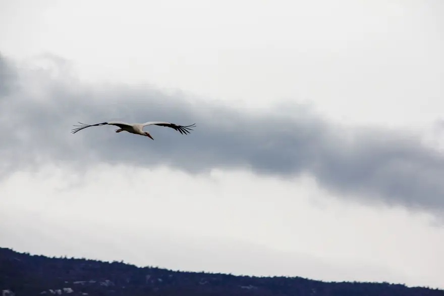 Leyleklere BBG evi 7 Leyleklere BBG evi 7