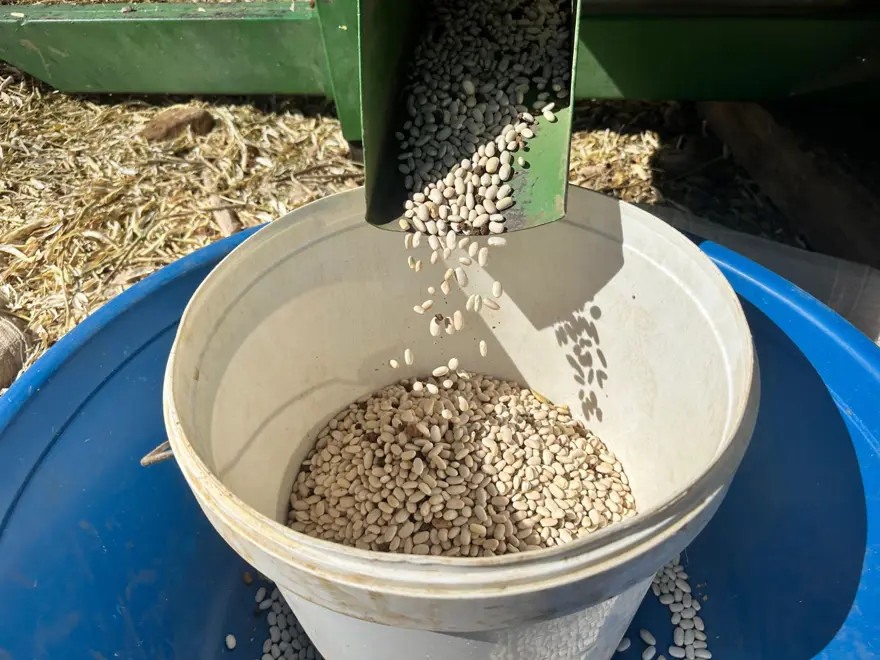 Tarladan sofraya geliyor: Kadınların el emeğiyle toplanmaya başladı 3 Tarladan sofraya geliyor: Kadınların el emeğiyle toplanmaya başladı 3