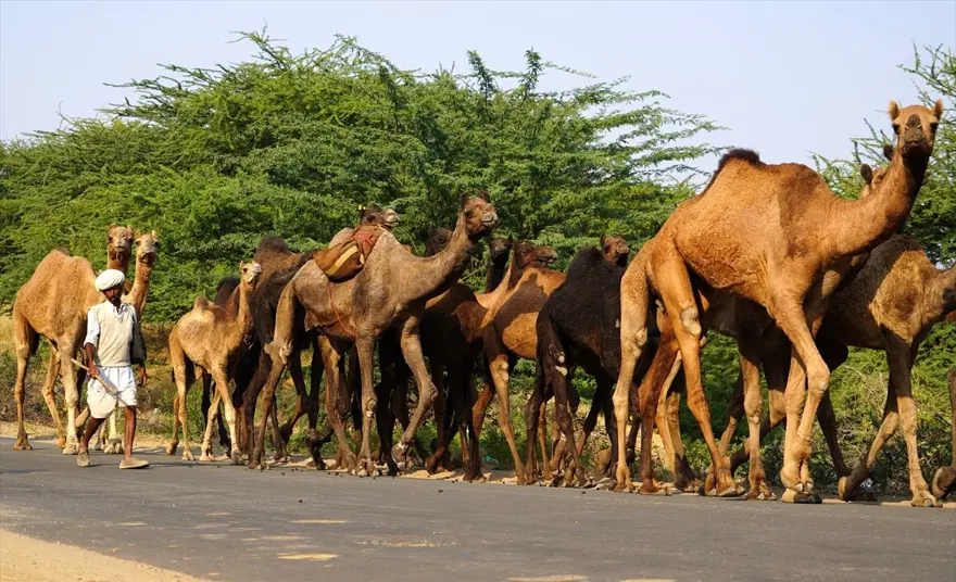 Hindistan'da Pushkar Deve Fuarı 2