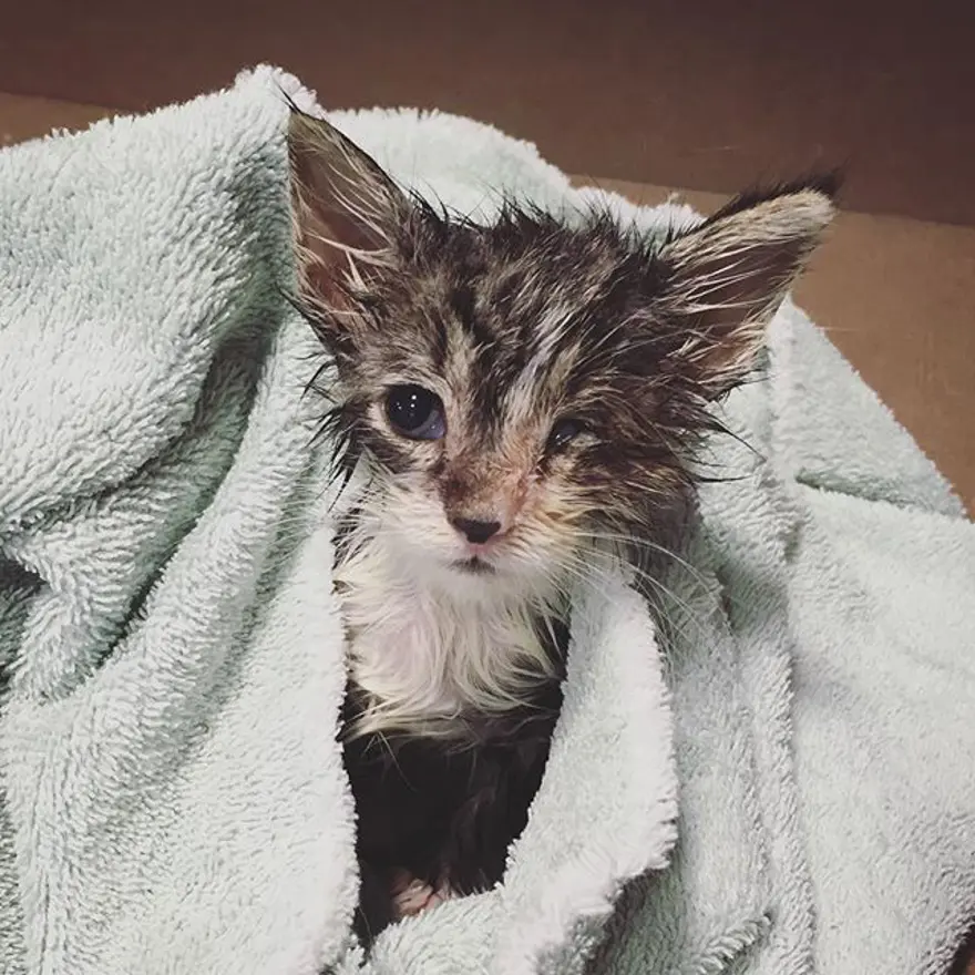 Hayatını kedileri kurtarmaya adadı 321