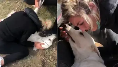 Ailesinin komşusu, köpeğini tüfekle öldürdü