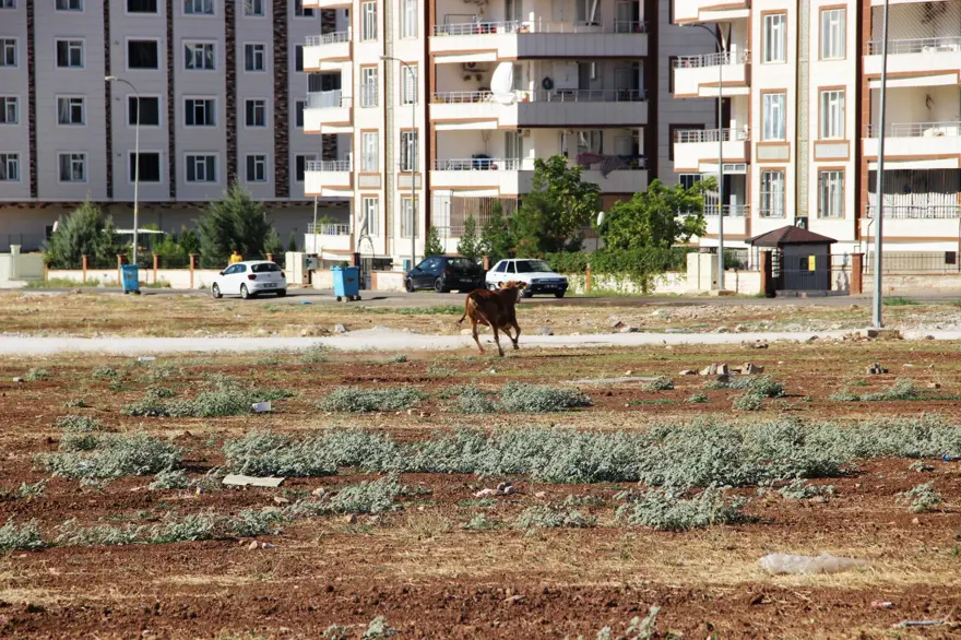 Kaçan dana ortalığı birbirine kattı: Gel kurban olduğum 7