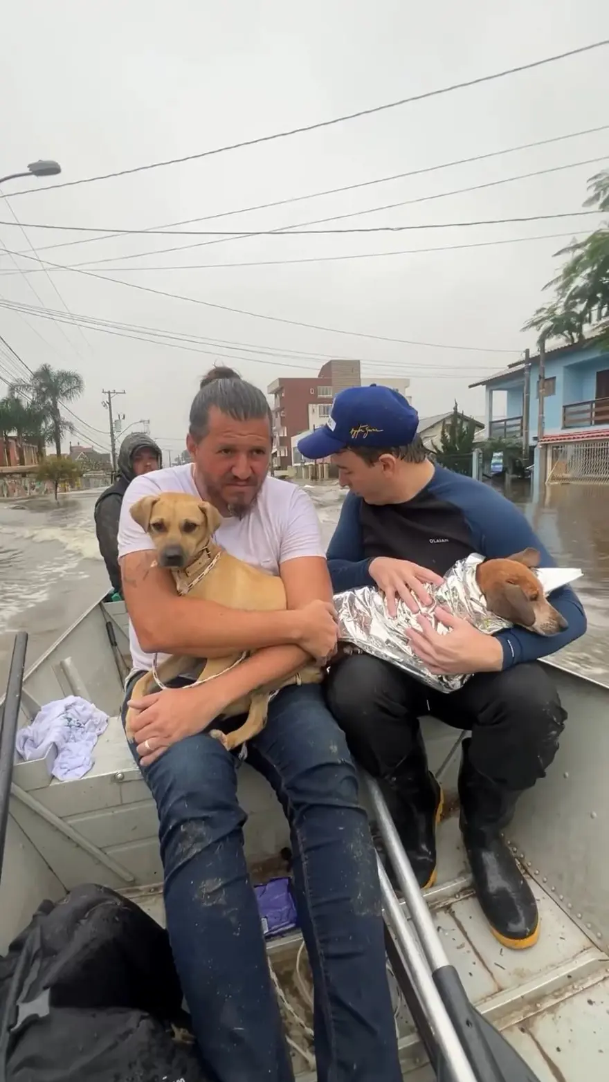 Brezilya'da sel felaketi: Milletvekili ve meclis üyesi, yüzlerce hayvanı selden kurtarıyor 11