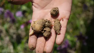 "Topraktaki altın" diyorlar: Kilosu 3 bin TL, 1 dönümden 2,5 milyon TL gelir