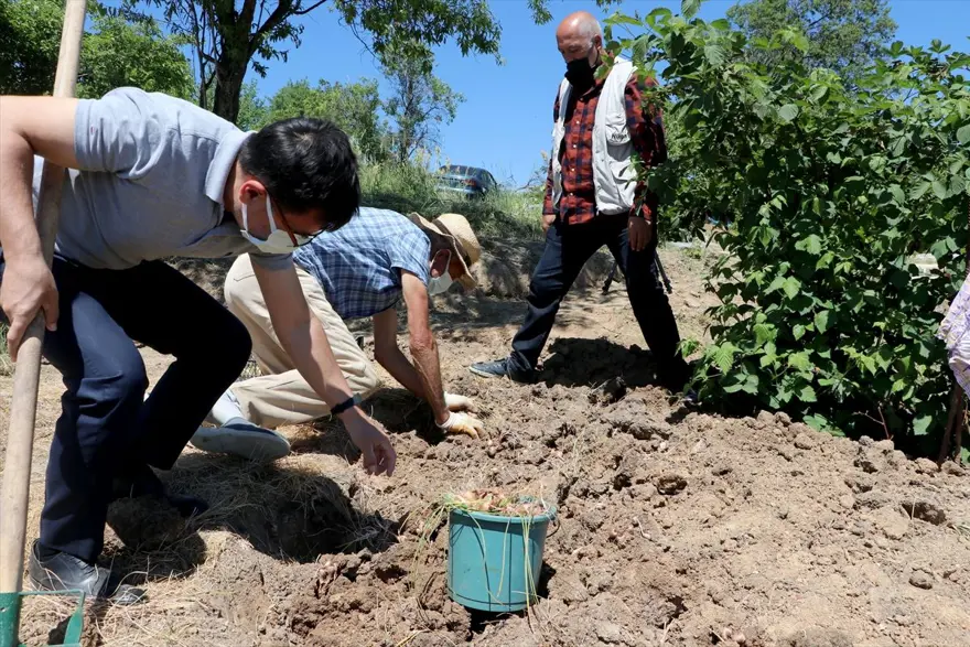 Edirne'de "mucize bitki" diye adlandırılan safranın soğan hasadına başlandı 1