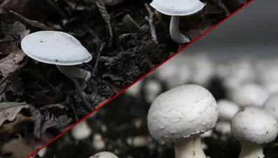 Uzmanından 'ikiz mantar' uyarısı