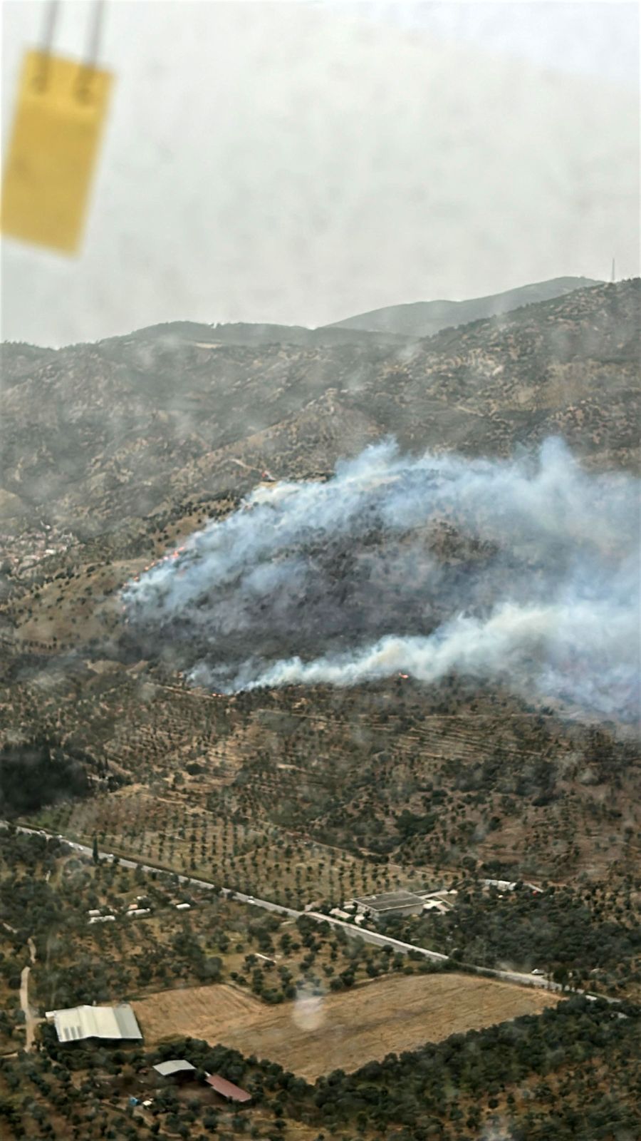 İzmir'de zeytinlik alanda yangın