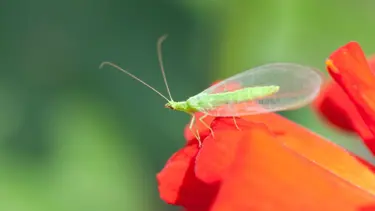 Araştırmalar her yıl böceklerin yüzde 2’sinin yok olduğunu gösterdi