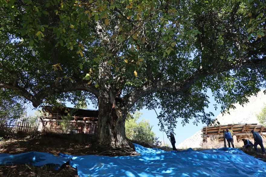 Mahalle sakinleri  "imamın cevizi" olarak da biliyor:  Dallardan topladılar 1