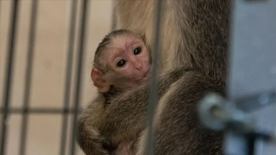 BAŞARISIZ MAYMUN DENEYLERİ 7