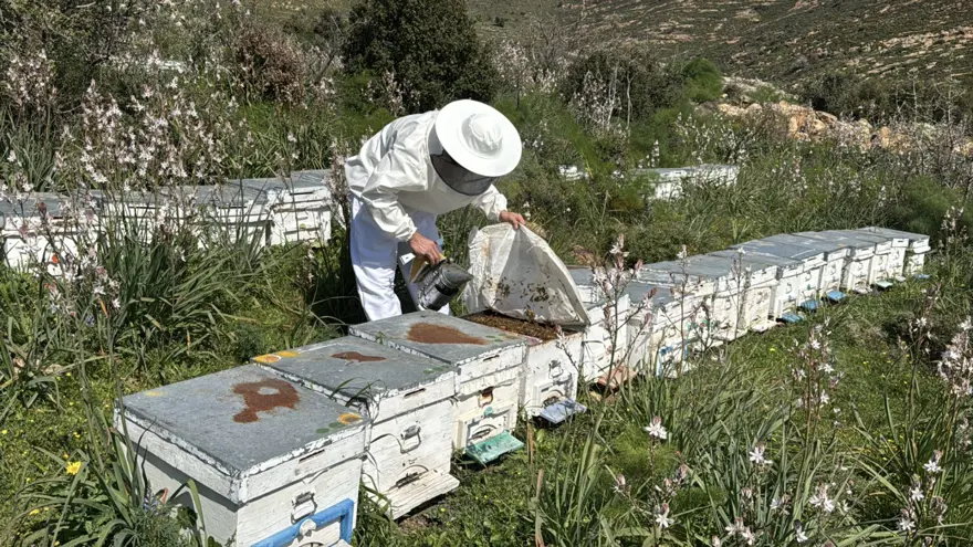 Ata mesleği arıcılığı sürdüren genç yurt dışından da siparişler alıyor: 800 kovanda bal üretiyor 1