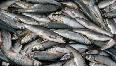 Van Gölü'nde son ağlar çekildi: İnci kefali av yasağı başladı