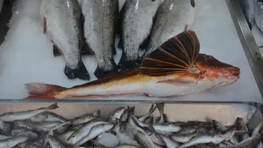 Sinop’ta yakalandı! Tam 3,5 kilo