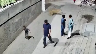 Pakistan'da kaçak aslan dehşeti