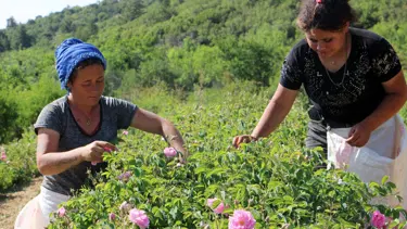 Zirai don gülü vurdu, rekolte yüzde 30 azaldı