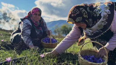Dünyanın en pahalısı: Toplanıp tek tek ayıklanıyor, 1 kilosu 600 bin TL