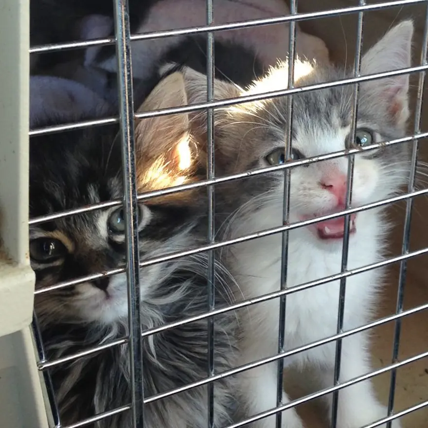 Hayatını kedileri kurtarmaya adadı 58