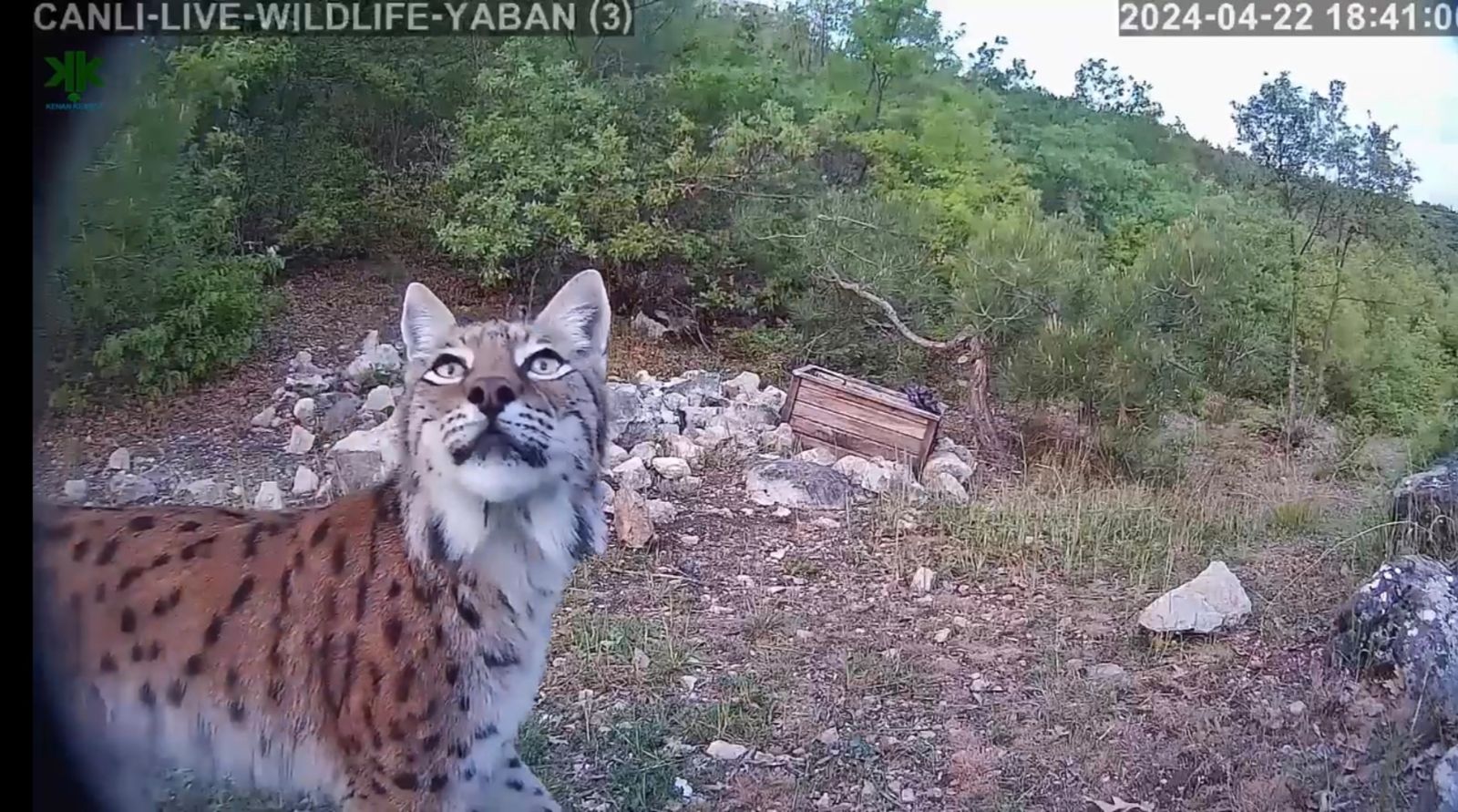 Tokat'ta nesli tehlikede olan vaşak fotokapana yansıdı