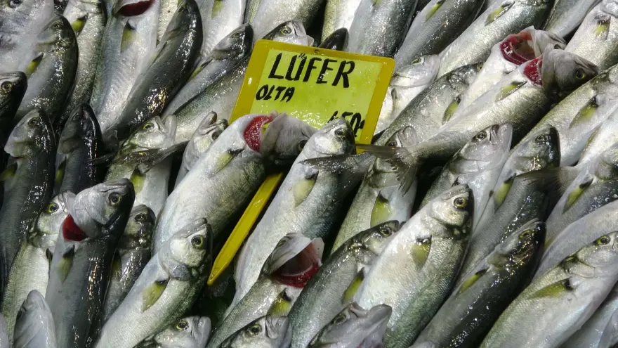 Palamut azaldı, lüfer arttı 4 Palamut azaldı, lüfer arttı 4
