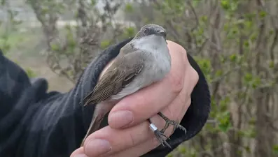 'Küçük akgerdanlı ötleğen' Ankara'daki istasyonda ağa takıldı