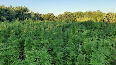 686 milyon dolarlık esrar kaçakçılığı yapan çeteye operasyon